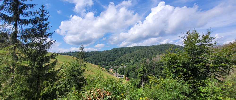 mehr Grün im Harz - Hoffnungsschimmer